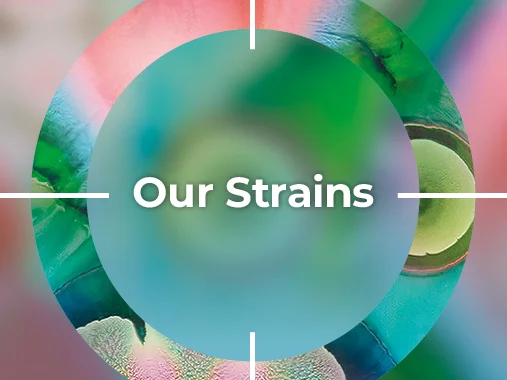 Our Strains